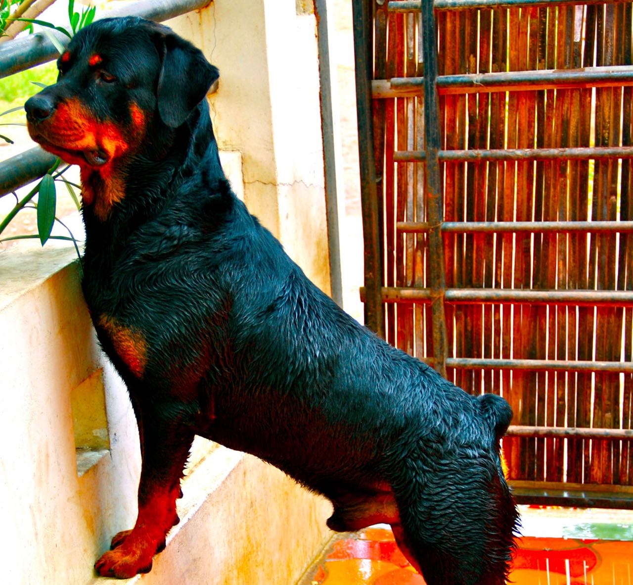 Dog Boarding & Hostel - Photo 55